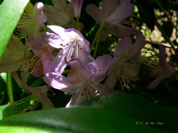 Bois des Moutiers (20) Summer 2012